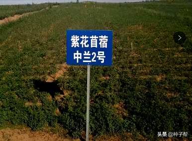 苜蓿种子怎么浸泡好用？苜蓿种子怎么浸泡最好？