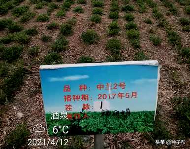 苜蓿种子怎么浸泡好用？苜蓿种子怎么浸泡最好？