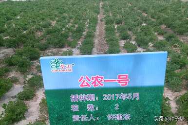 苜蓿种子怎么浸泡好用？苜蓿种子怎么浸泡最好？
