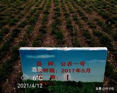 苜蓿种子怎么浸泡好用？苜蓿种子怎么浸泡最好？