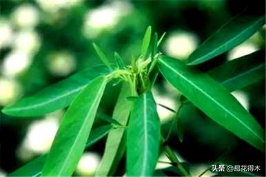 舞草属于什么科，舞草属于什么科？