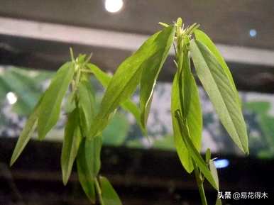舞草属于什么科，舞草属于什么科？