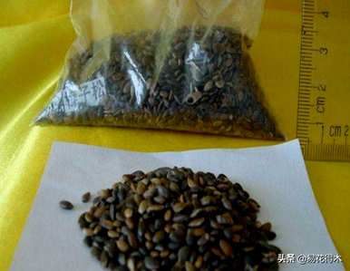 舞草属于什么科，舞草属于什么科？
