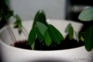 舞草属于什么科，舞草属于什么科？