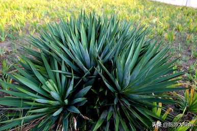 世界上寿命最长的植物是什么，寿命最长的植物是什么？