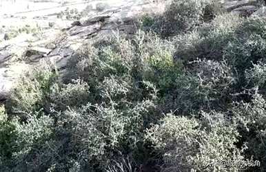 世界上寿命最长的植物是什么，寿命最长的植物是什么？
