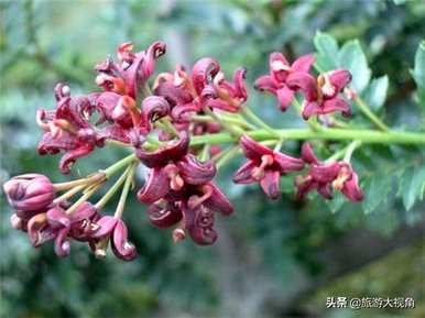 世界上寿命最长的植物是什么，寿命最长的植物是什么？