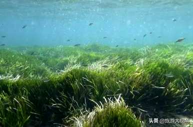 世界上寿命最长的植物是什么，寿命最长的植物是什么？