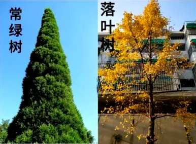 庭院常青树种植品种，常青树种植品种有哪些？
