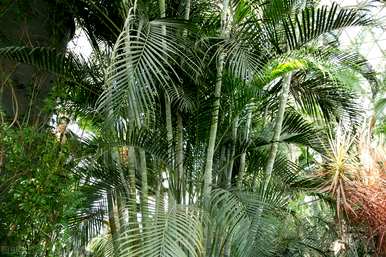 庭院常青树种植品种，常青树种植品种有哪些？