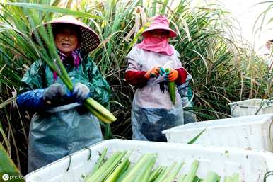 根茎的作用和作用是什么，根茎是什么植物？