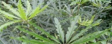 如何维护和浇水孔雀木，孔雀木的维护方法和注意事项