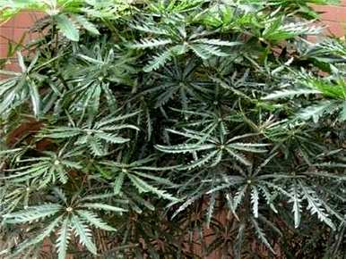 如何维护和浇水孔雀木，孔雀木的维护方法和注意事项