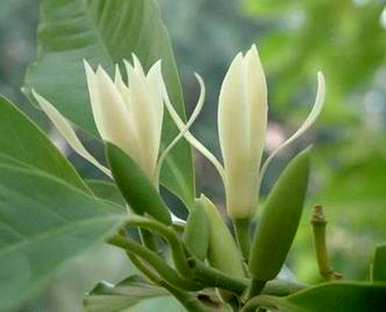 阳历六月开什么花，阳历六月开什么花？