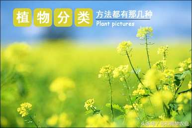 举例说明植物有哪些种类，植物有哪些种类