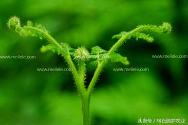 举例说明植物有哪些种类，植物有哪些种类