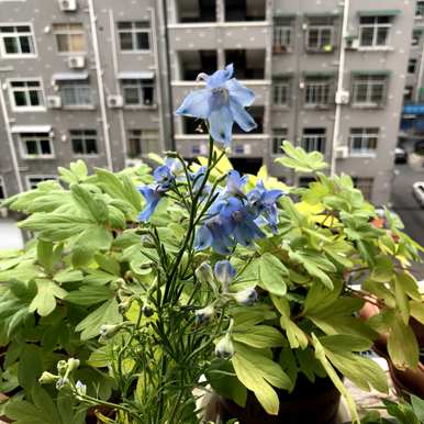 什么是紫黄色植物，什么是紫黄色植物？