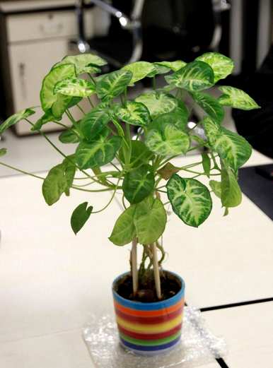 合果芋头的养殖方法，合果芋头的养殖方法视频