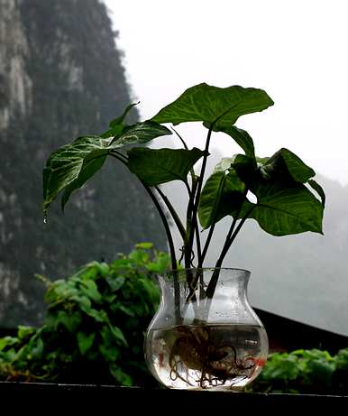 合果芋头的养殖方法，合果芋头的养殖方法视频