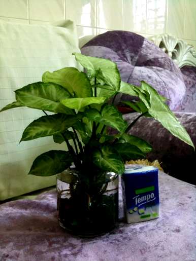 合果芋头的养殖方法，合果芋头的养殖方法视频