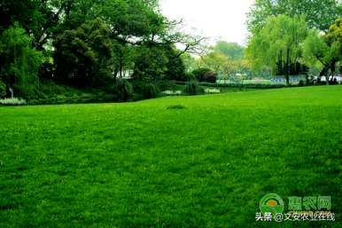 哪种护坡草坪种子最好？
