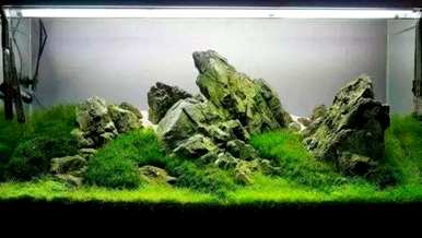 绿菊水生植物可以通过定植环生根吗？绿菊水生植物如何生根？