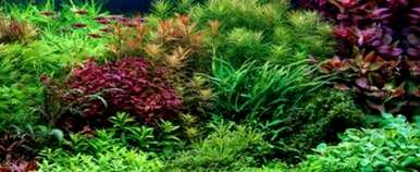 绿菊水生植物可以通过定植环生根吗？绿菊水生植物如何生根？