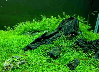 绿菊水生植物可以通过定植环生根吗？绿菊水生植物如何生根？