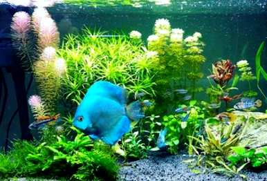 绿菊水生植物可以通过定植环生根吗？绿菊水生植物如何生根？