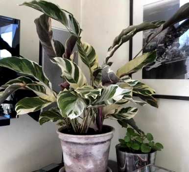 花品种大全图，花品种及特点