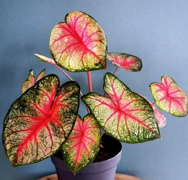 花品种大全图，花品种及特点