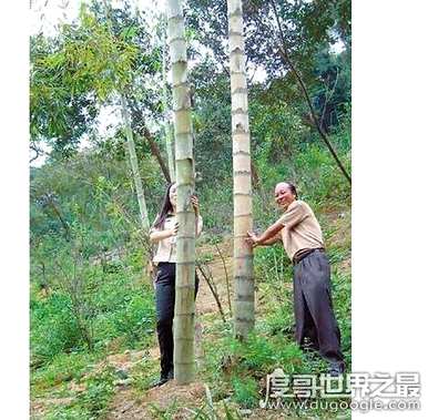 巨龙竹笋，巨龙竹笋