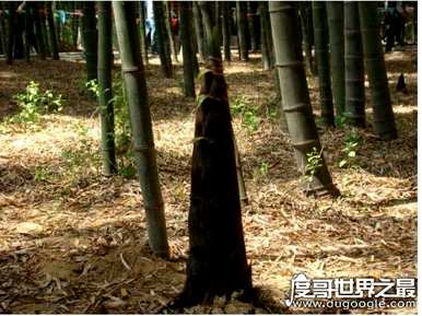 巨龙竹笋，巨龙竹笋
