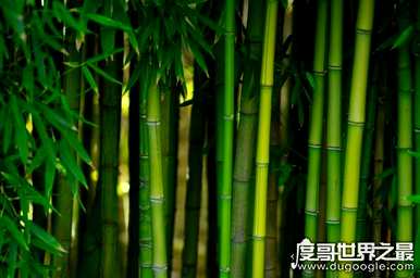 巨龙竹笋，巨龙竹笋
