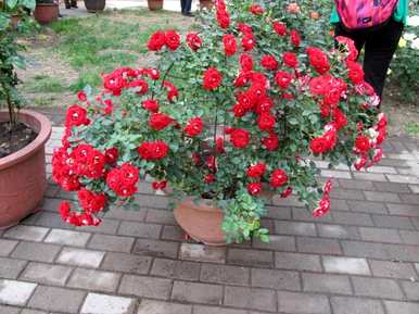 适合五月种花