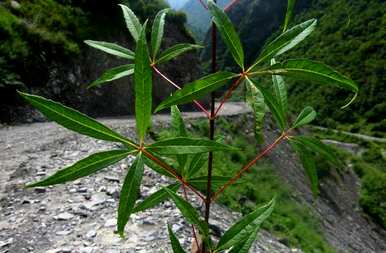 枫树科的图片和名称是什么？枫树科的植物是什么？