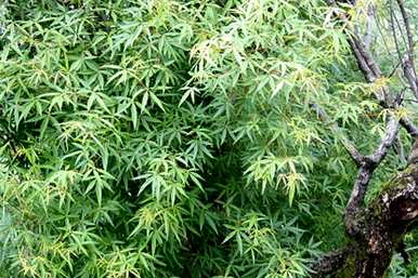 枫树科的图片和名称是什么？枫树科的植物是什么？