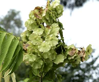 枫树科的图片和名称是什么？枫树科的植物是什么？