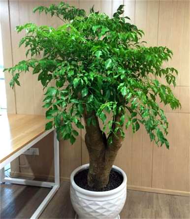 富贵树养殖肥料，富贵树枯叶能不能当肥料？