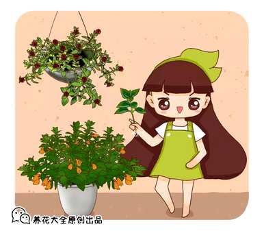 银心吊兰怎么养才能更旺盛？