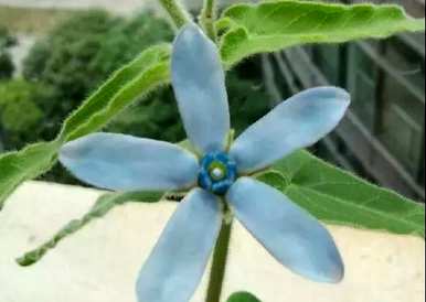如何种植天蓝尖瓣木，天蓝尖瓣木和天蓝圆瓣木的区别