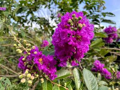 桂花树和绒花树可以一起种吗？桂花树可以和什么一起种？