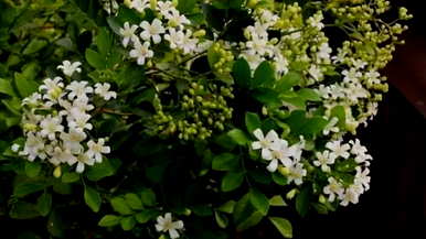 九里香花语全文，九里香花语