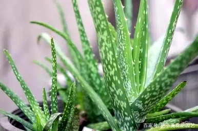 如何写芦荟的花语，芦荟的花语和传说
