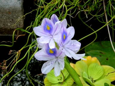 凤眼莲的花语是什么？凤眼莲的花语是什么？