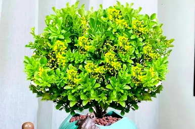 米兰花的花语代表什么意思，米兰花的花语代表什么