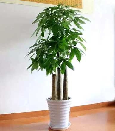 招财树和发财树有什么区别？