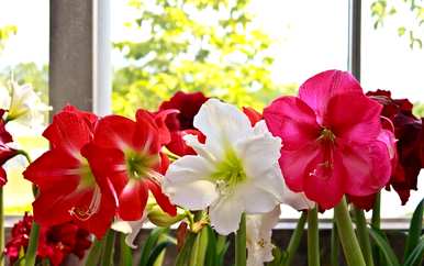 朱顶红花有毒吗？朱顶红花期多少天？
