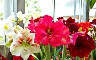 朱顶红花有毒吗？朱顶红花期多少天？