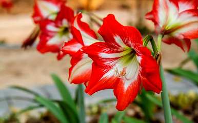 朱顶红花有毒吗？朱顶红花期多少天？